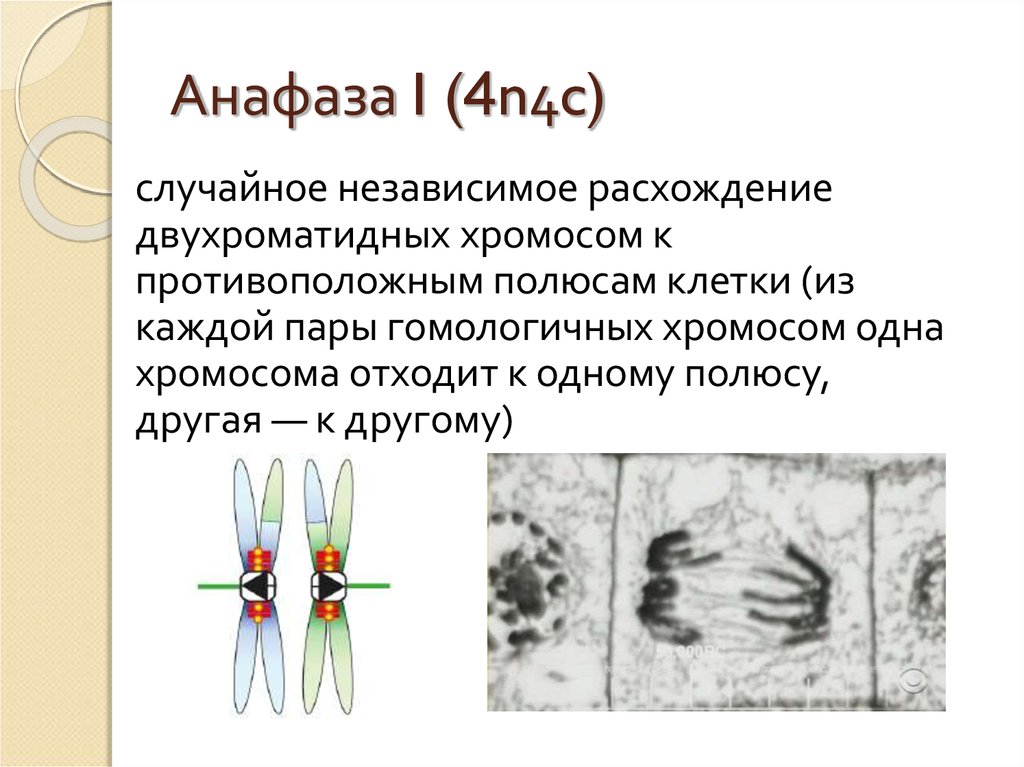 Хромосомы двухроматидные в какой фазе мейоза. Анафаза 4n. Анафаза Тип деления. Анафаза 1. Анафаза при 6 хромосомах n c.
