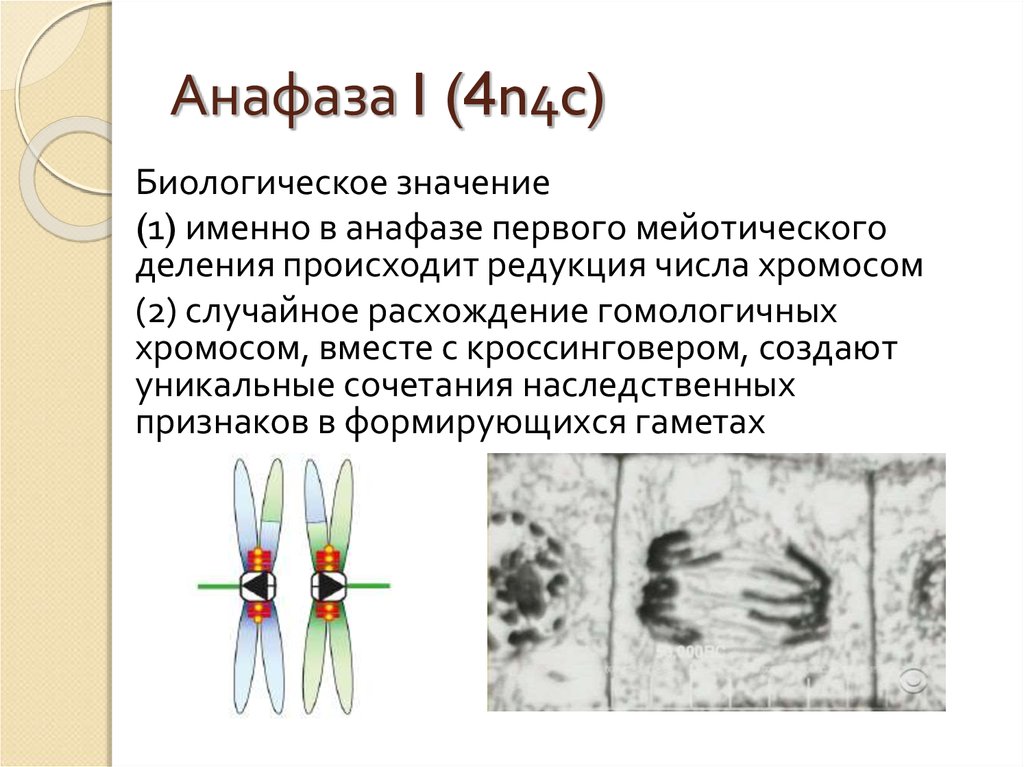 Мейоз биологическое значение. Мейотическое деление анафаза 1. Анафаза 4n. Биологическое значение анафазы 1 мейоза. Анафаза 1 деления мейоза.