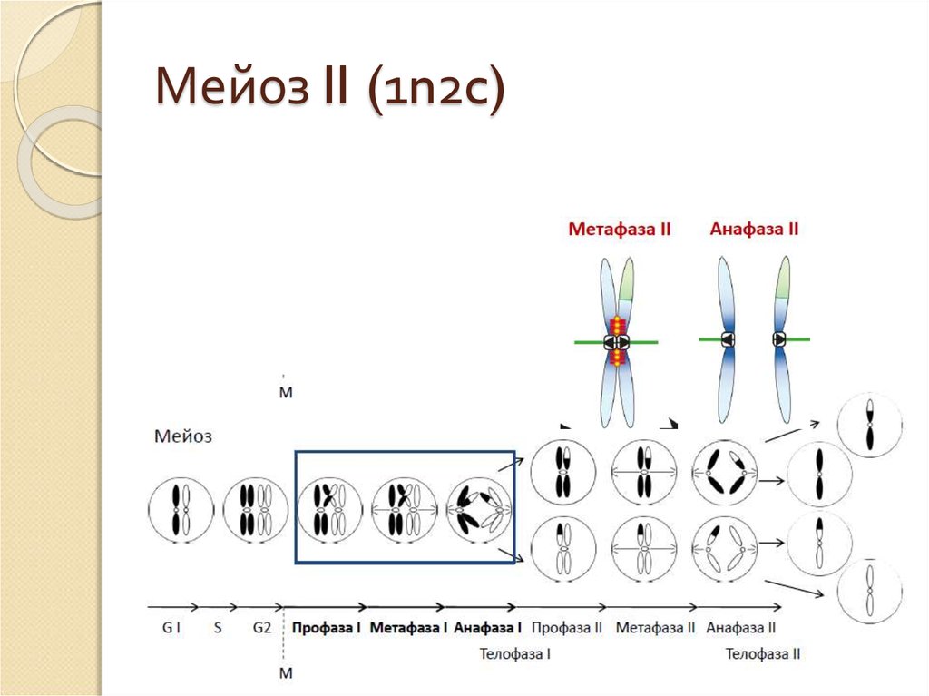 Мейоз 2. Анафаза мейоза 1 и 2. Кроссинговер в мейозе 2. Мейоз профаза 1 метафаза 1 анафаза 1 телофаза 1. Схема мейоза 2n.