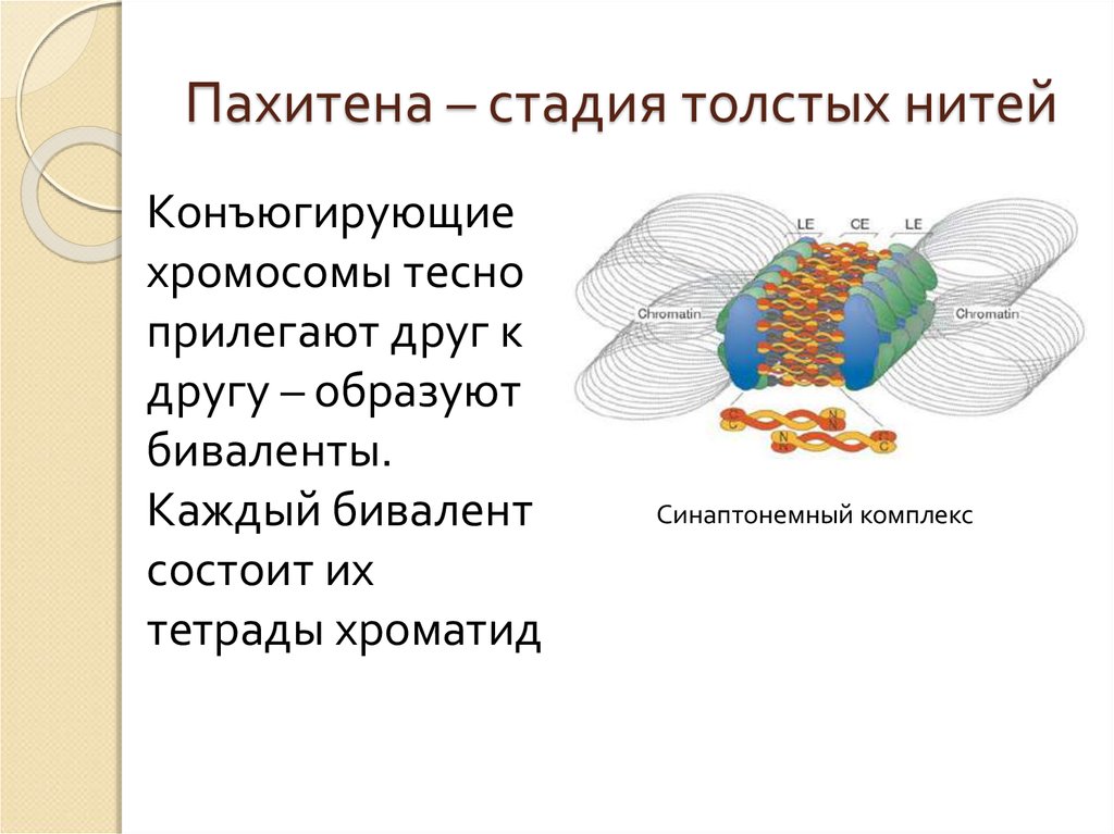 Биологическое значение метаморфоза