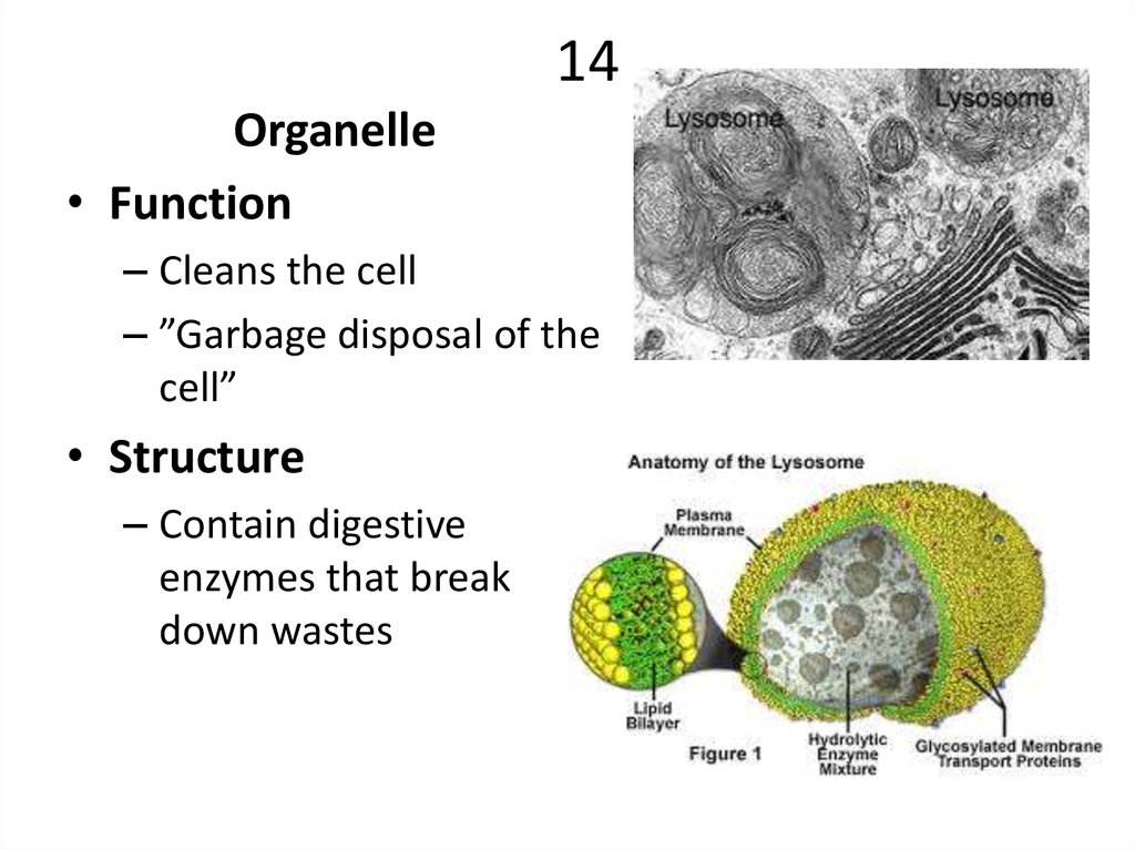 Cells and Organelles - Ð¿Ñ€ÐµÐ·ÐµÐ½Ñ‚Ð°Ñ†Ð¸Ñ  Ð¾Ð½Ð»Ð°Ð¹Ð½