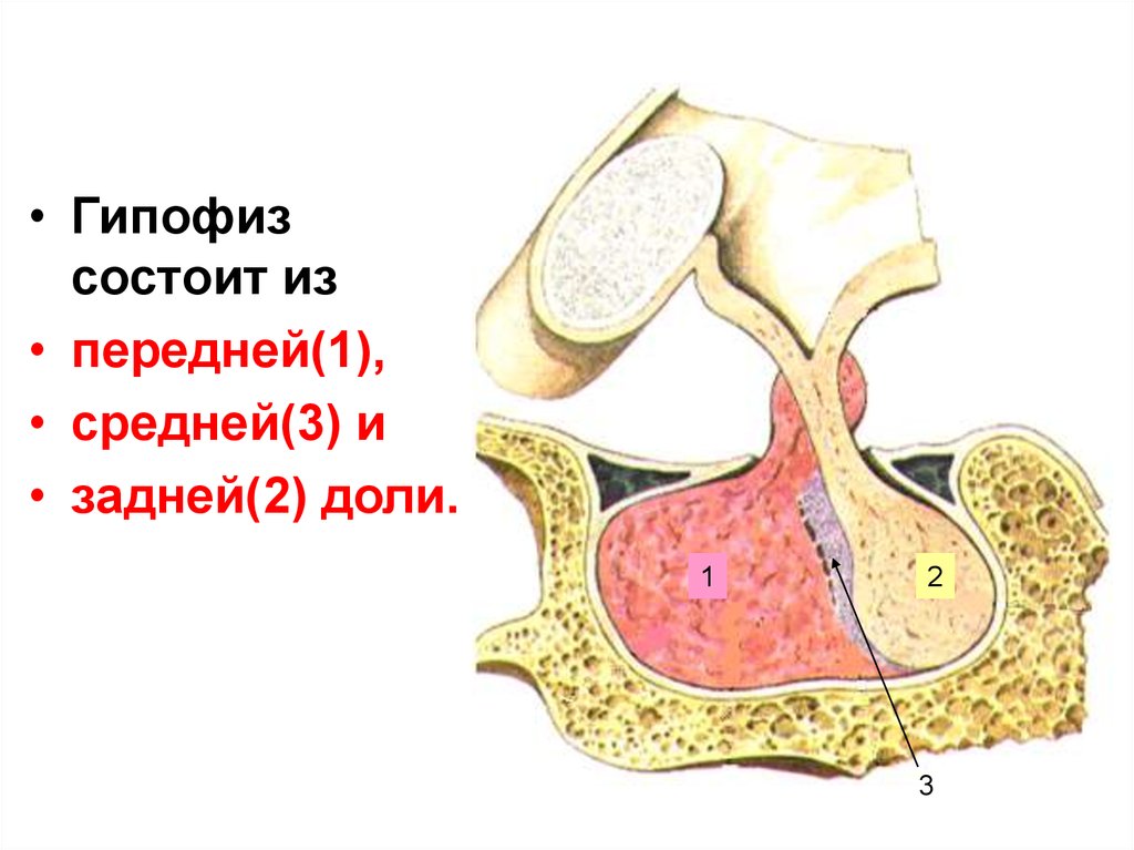2 гипофиза. Анатомические структуры передней доли гипофиза. Гипофиз передняя средняя и задняя доли.