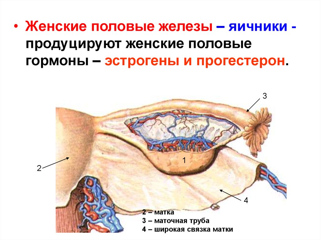 Железы женских органов