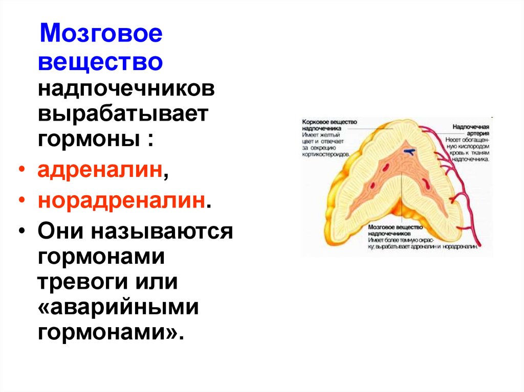 Гормон мозгового. Мозговой слой надпочечников строение. Мозговое вещество надпочечников вырабатывает гормон адреналин. Мозговое вещество надпочечников структура. Мозговое вещество надпочечников топография.