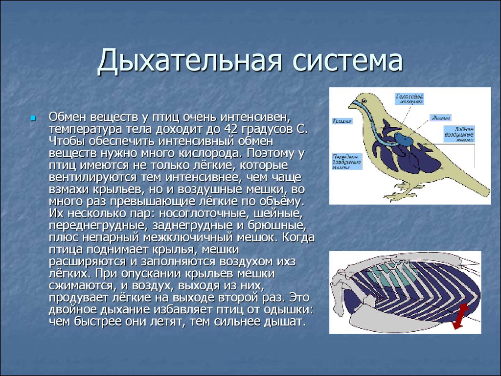 Дыхательная система птиц строение и функции