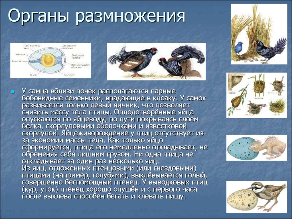 Размножение птиц 7 класс презентация