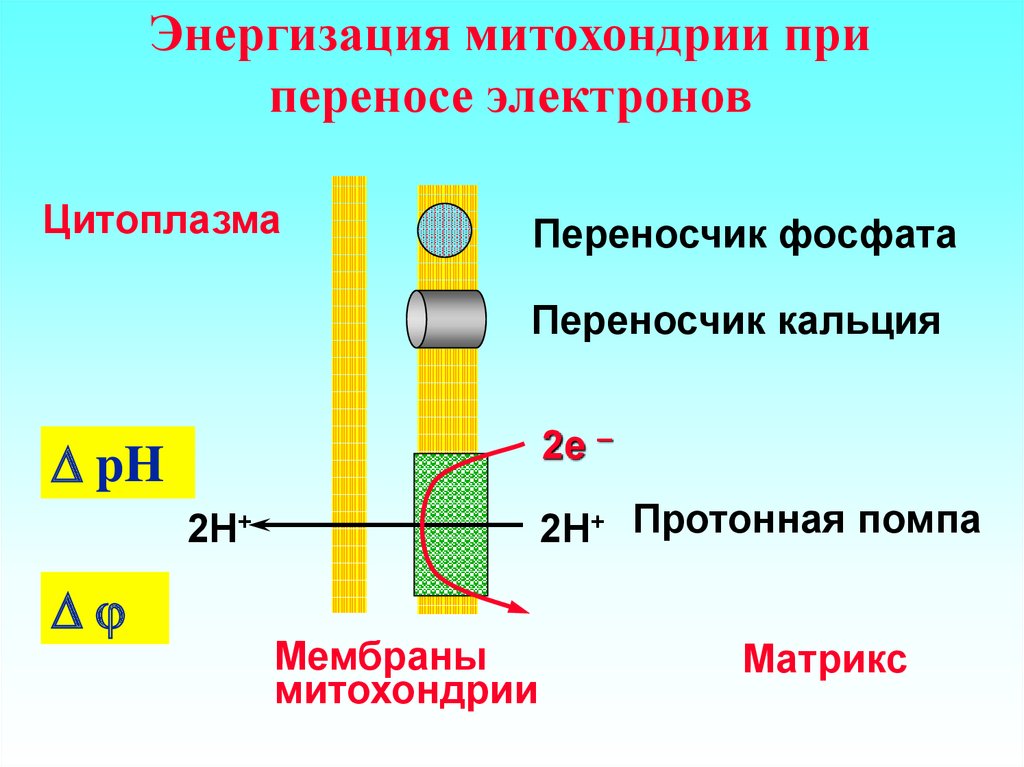 Электрон перенос