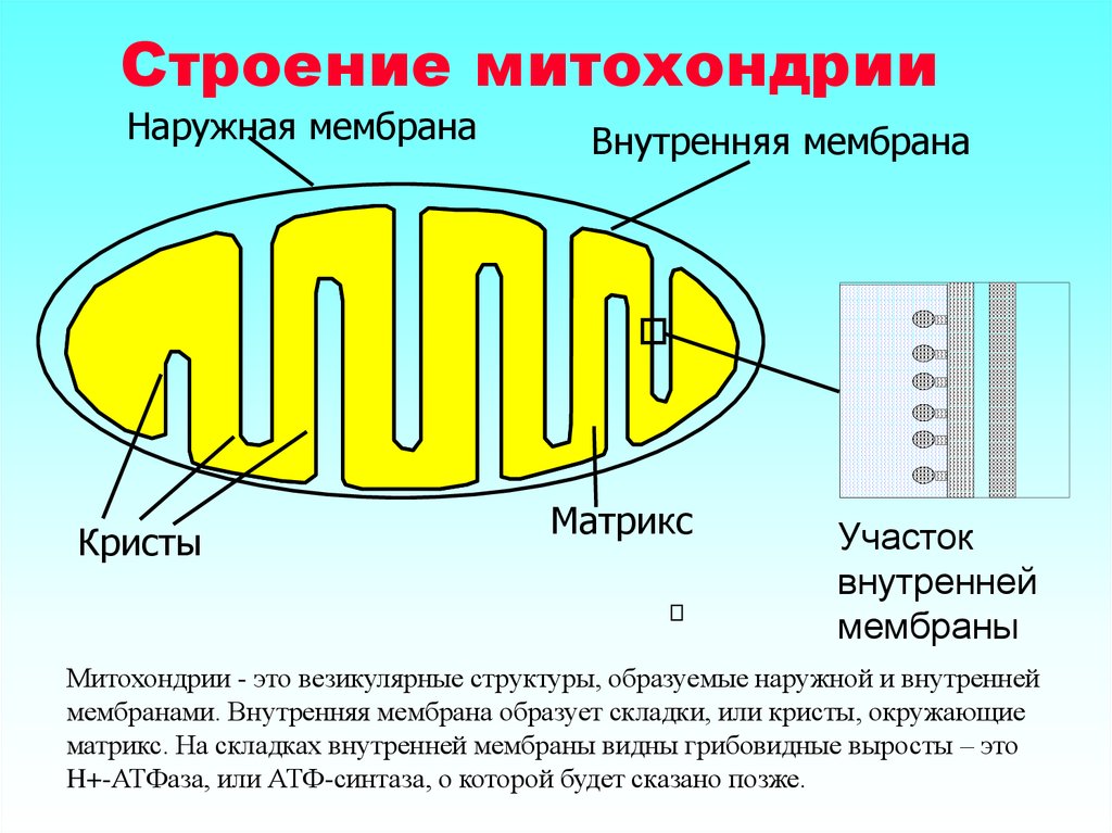 Строение митохондрии рисунок с подписями