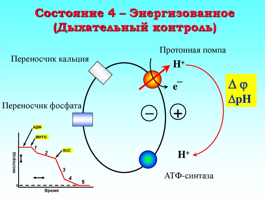 Дыхание контролируется. Дыхательный контроль. Дыхательный контроль биохимия. Протонная помпа. Регуляция цепи переноса электронов дыхательный контроль.