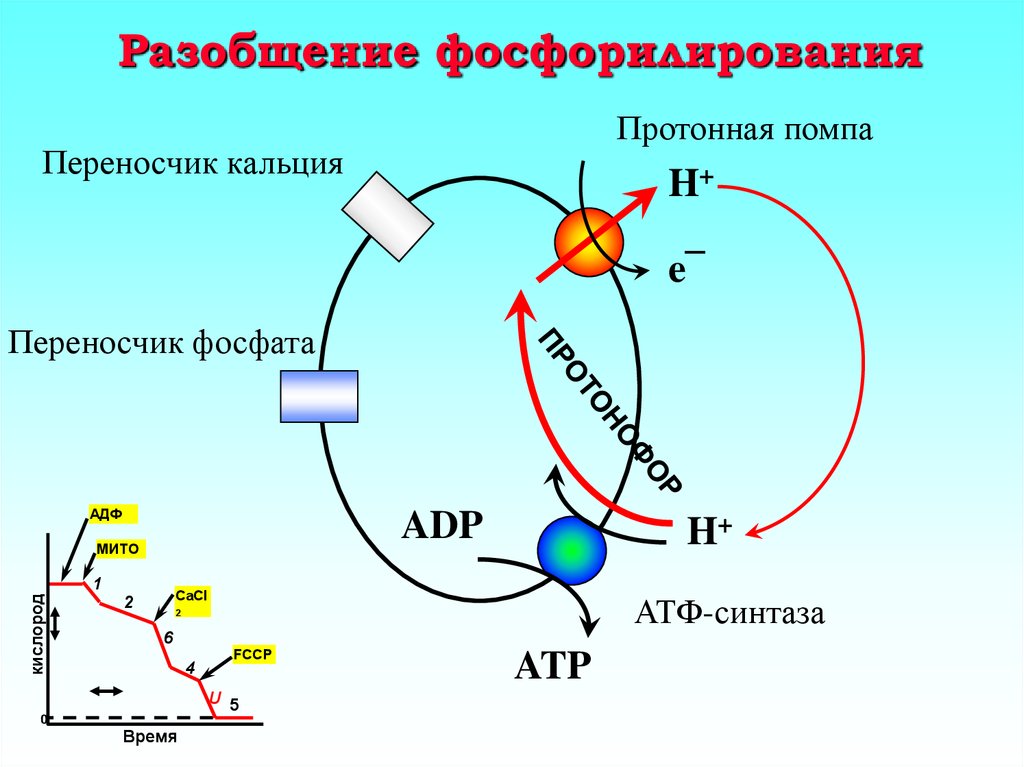 Разобщение. Кальций протонный насос. Протонная помпа. Протонная помпа (протонный насос). Процесс фосфорилирования.