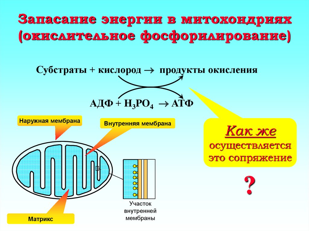 Энергетический обмен в митохондриях рисунок