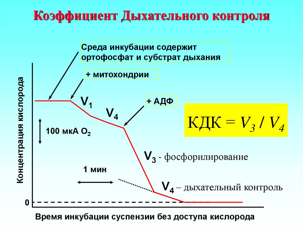 Дыхание контролируется