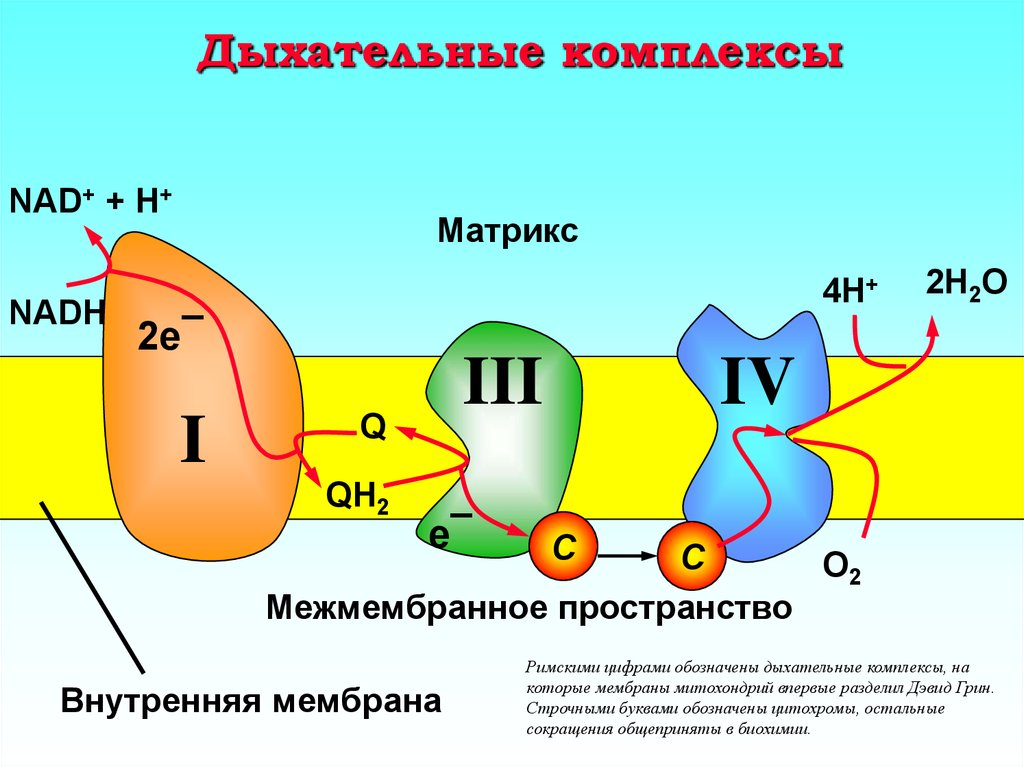 Схема полной дыхательной цепи