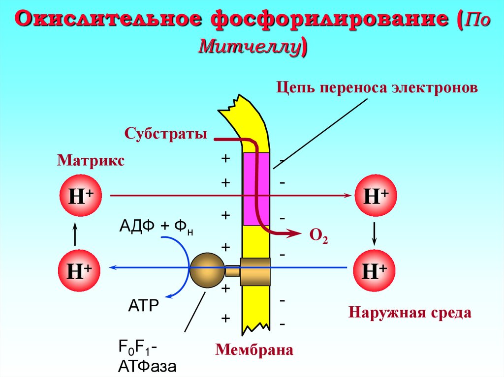 Хемиосмотическая теория митчелла схема