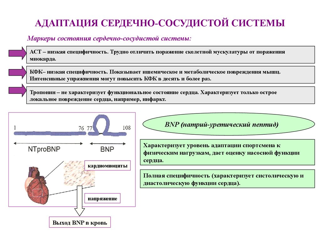 Оценка состояния спортсмена. Адаптация ССС К физическим нагрузкам. Адаптация сердечно-сосудистой системы. Оценка функционального состояния спортсмена. Механизмы адаптации ССС К физическим нагрузкам.