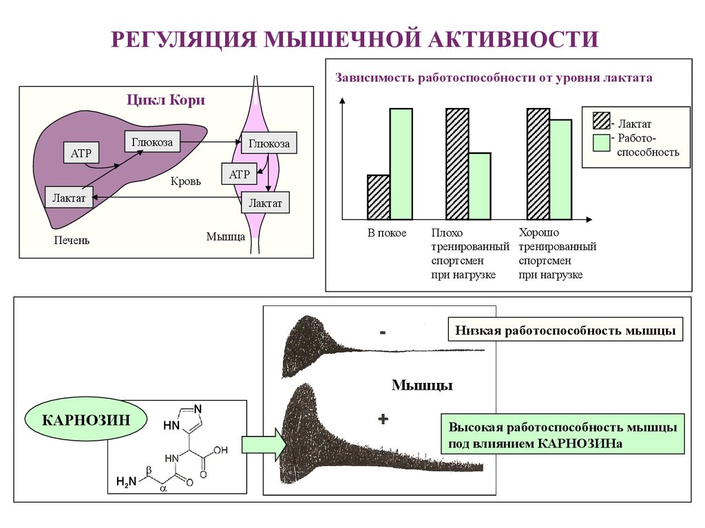 Регуляция мышц. Эндокринная регуляция мышечной деятельности. Гормональная регуляция мышечной деятельности. Регуляция мышечного сокращения. Механизмы регуляции деятельности мышц.