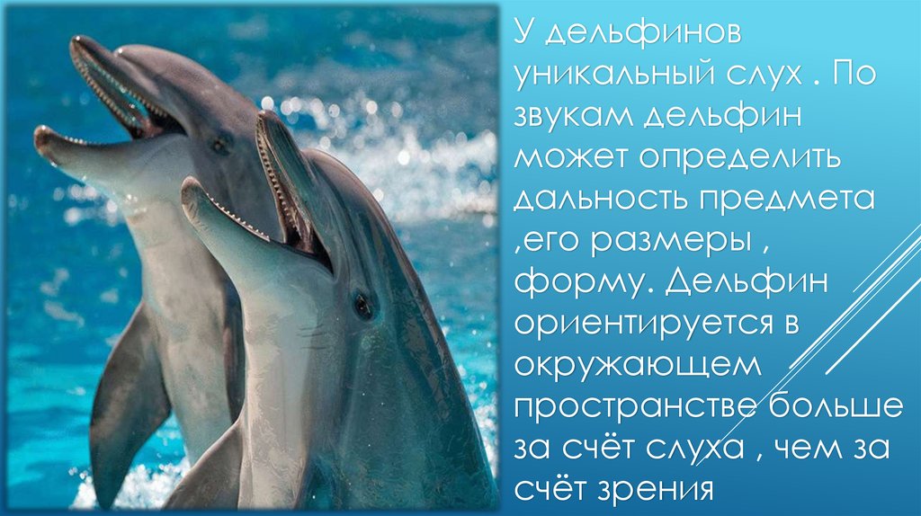 Дельфины слова текст. Дельфин. Информация о дельфинах. Рассказ о дельфинах. Интересные факты о дельфинах.