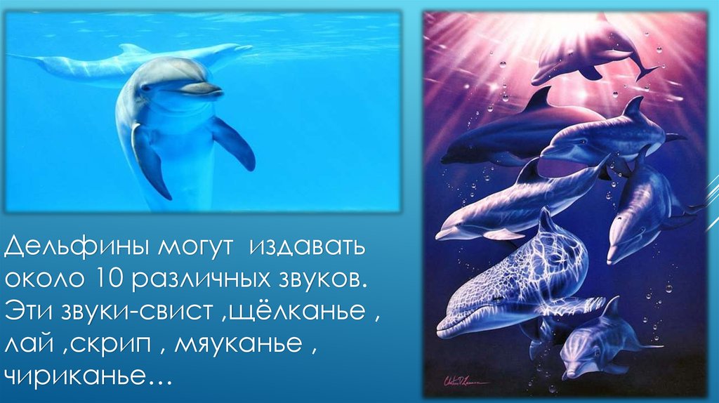 Дельфин какой звук. Удивительный мир дельфинов. Звуки, которые издают дельфины. Дельфин издает звуки. Дельфины лучшие звуки.