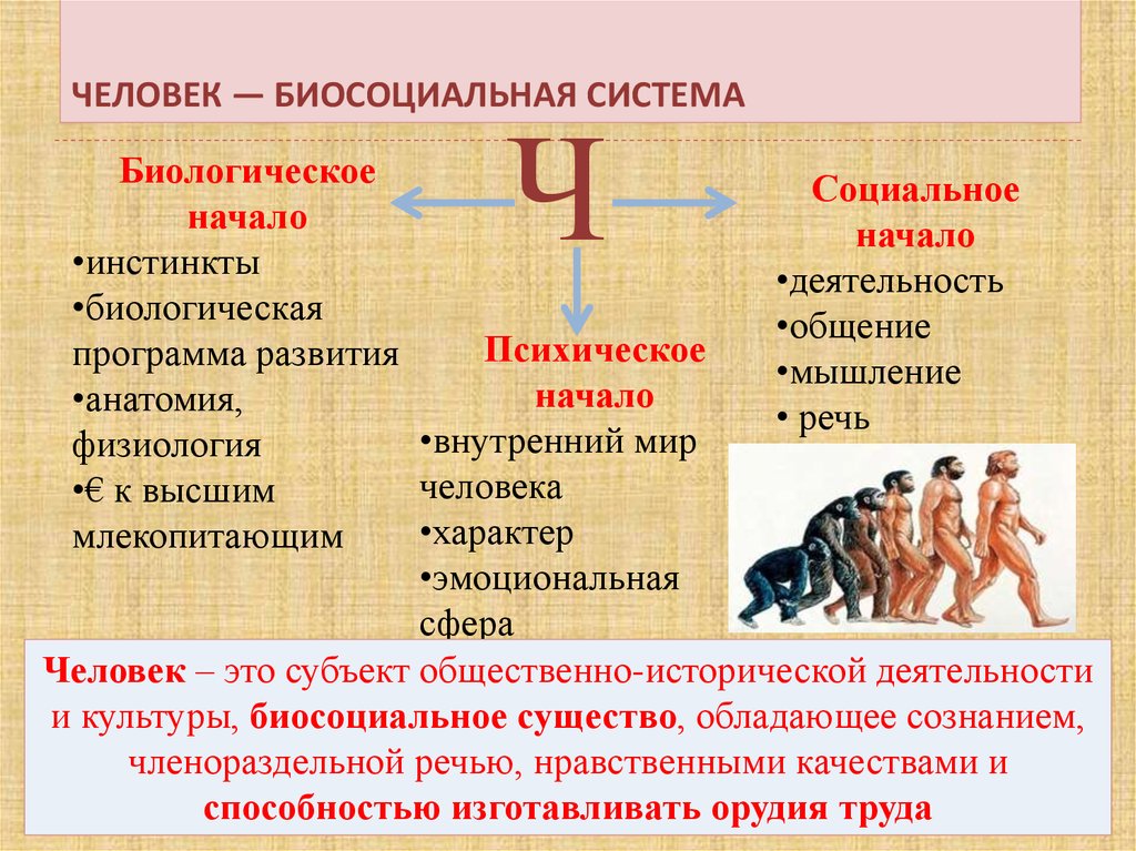 Что делает человека человеком ответы. Биологическая и социальная природа человека. Биологическое и духовное в человеке. Биосоциальная природа человека. Человек Биосоциальная система.