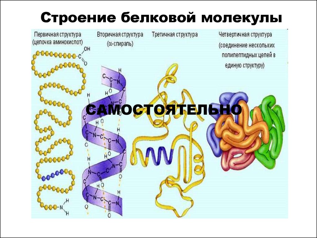 Молекула белка уровни организации белковой молекулы. Структура белков первичная вторичная третичная четвертичная таблица. Белок первичная структура вторичная третичная. Структура белковой молекулы. Строение белковой молекулы.