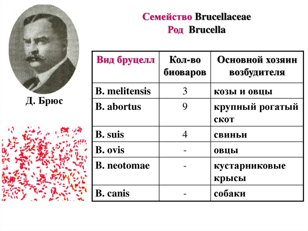 Мальтийская лихорадка. Бруцелла суис. Бруцелла классификация. Виды бруцелл. Род Brucella.