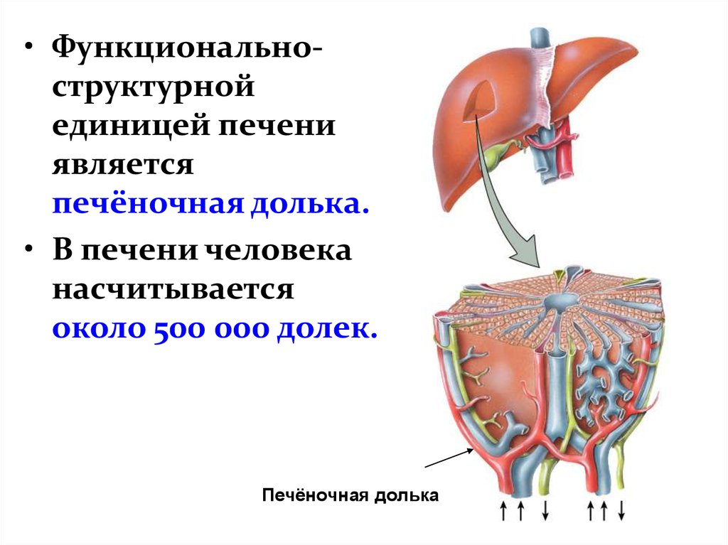 Роль печени человека