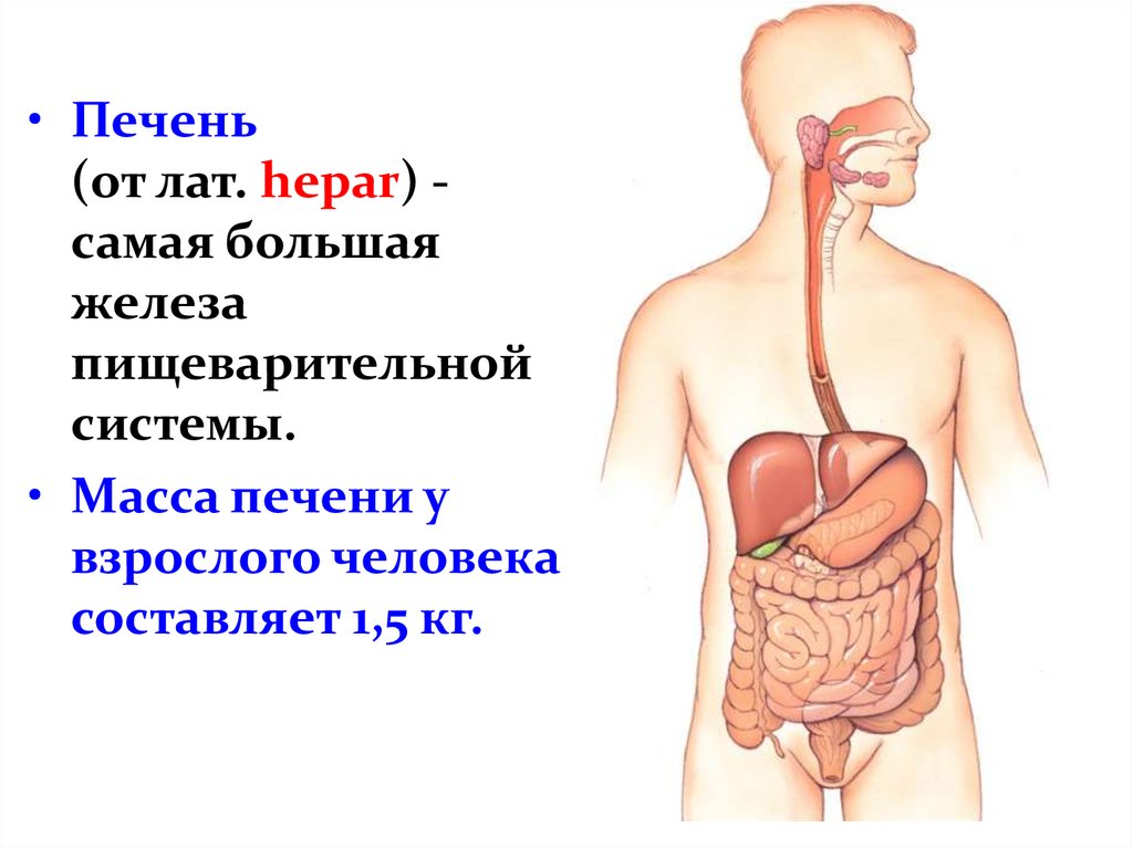 Где Находится Печенка У Человека Фото