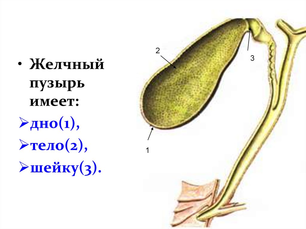 Өт на русском