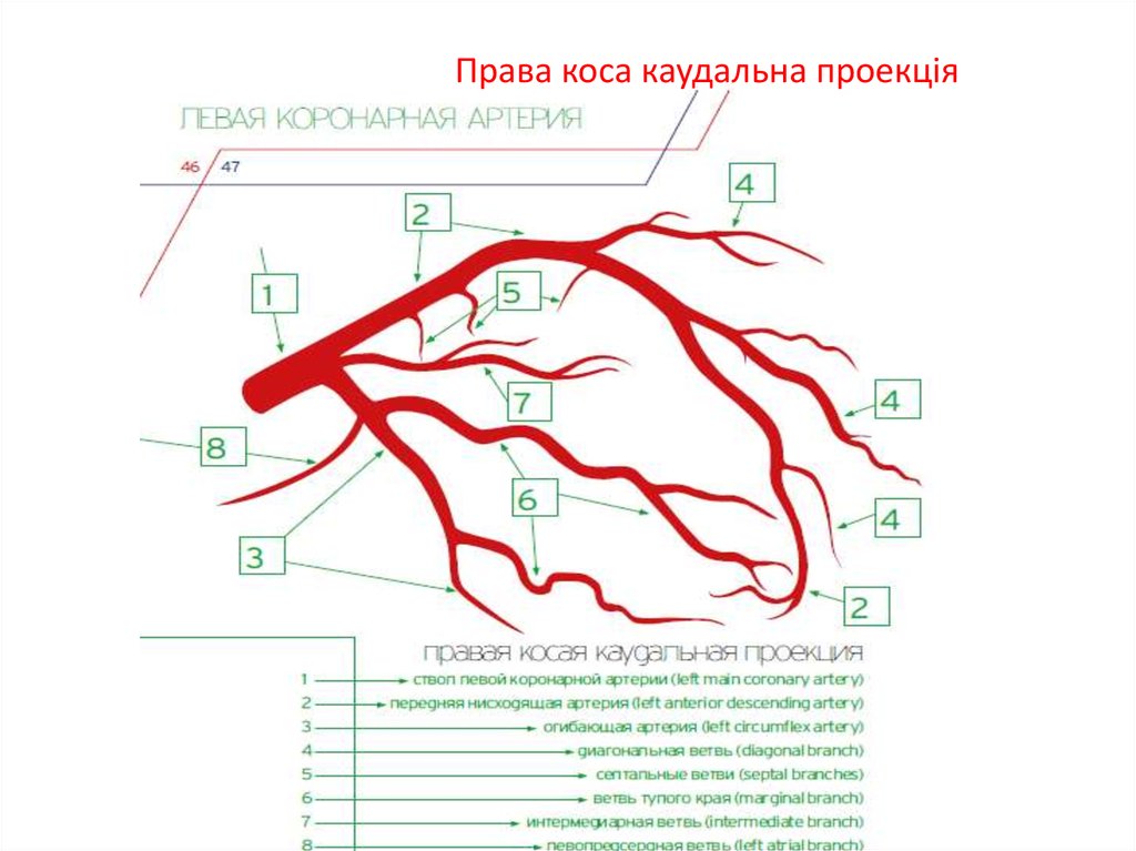 Права коса каудальна проекція