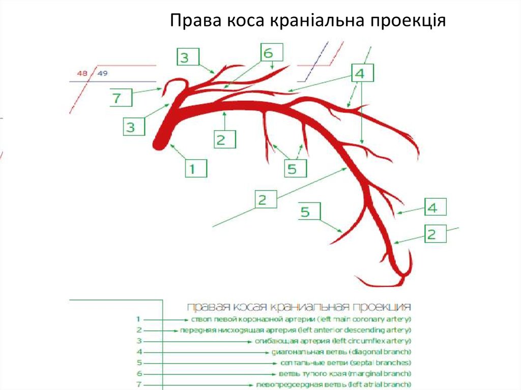 Права коса краніальна проекція