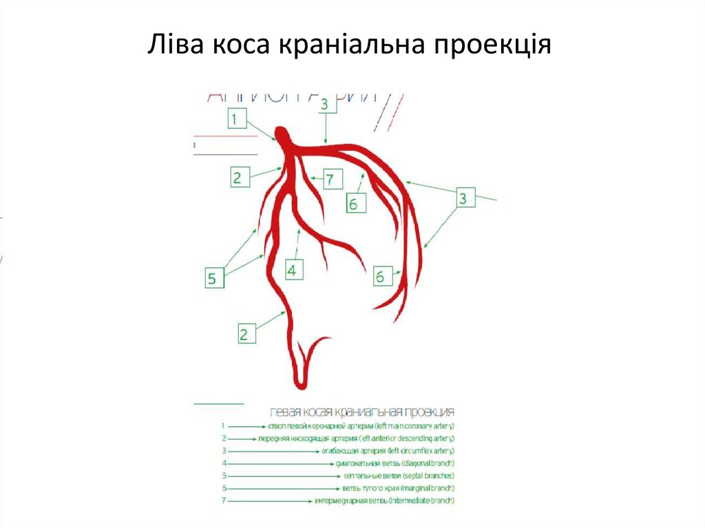 Ліва коса краніальна проекція