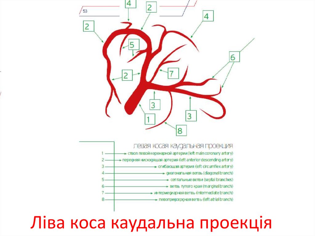 Ліва коса каудальна проекція