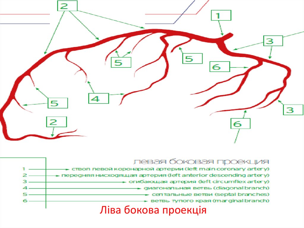 Ліва бокова проекція