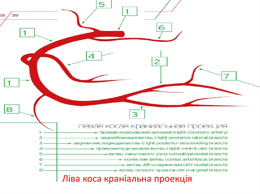 Ліва коса краніальна проекція
