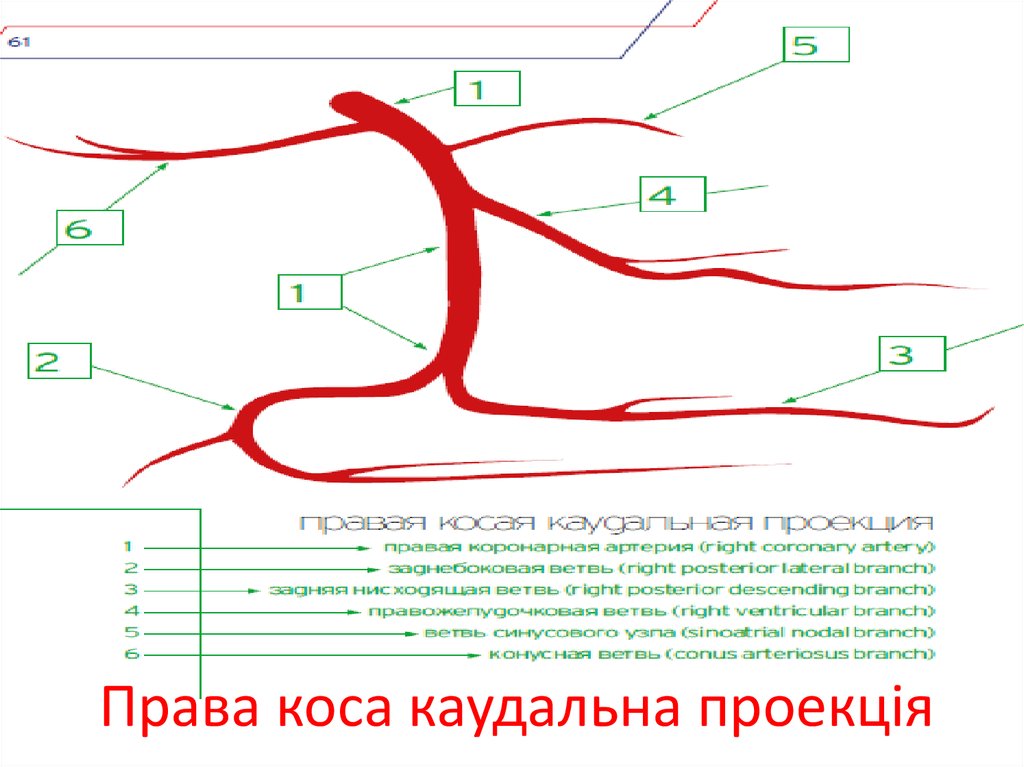 Права коса каудальна проекція