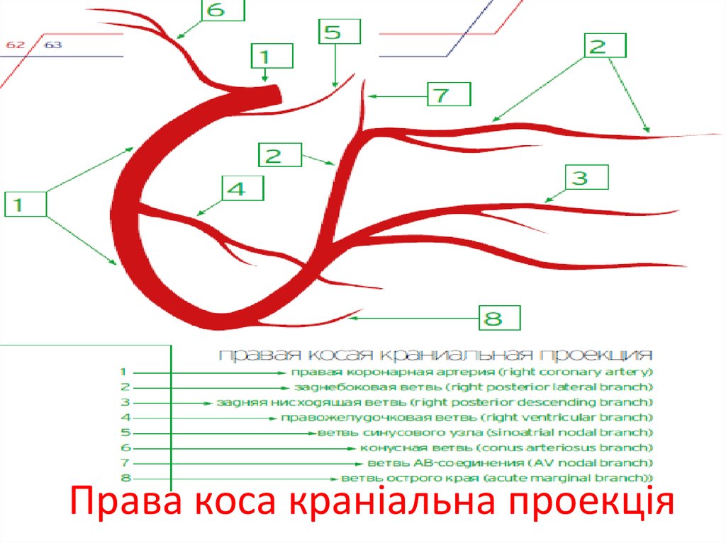 Права коса краніальна проекція