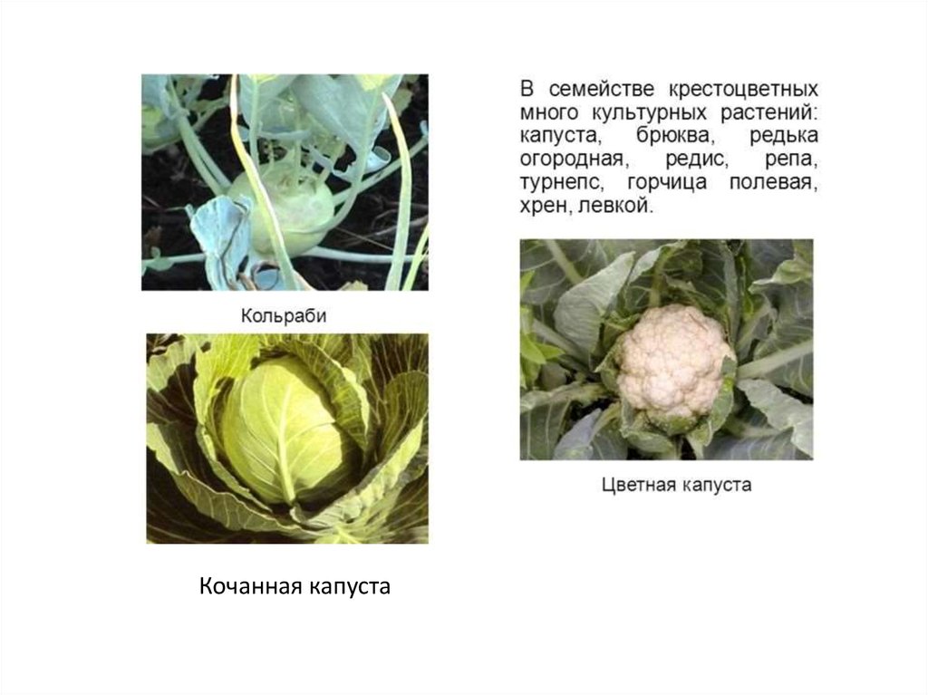 Цветная капуста какая часть растения изображена на рисунке