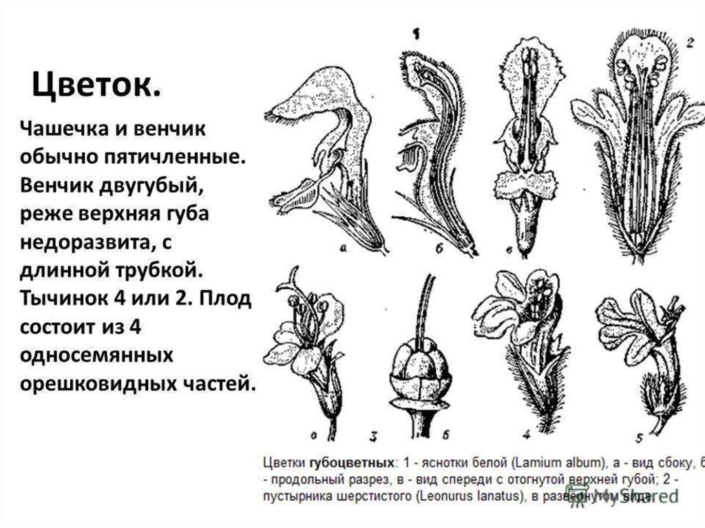 Яснотковые диаграмма цветка