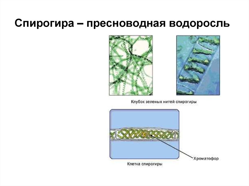 Спирогира какая водоросль