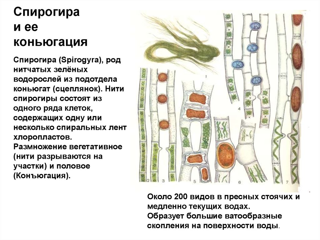 Спирогира половое. Вегетативное размножение спирогиры. Жизненный цикл спирогиры схема. Конъюгация водоросли спирогиры. Жизненный цикл спирогиры схема с подписями.
