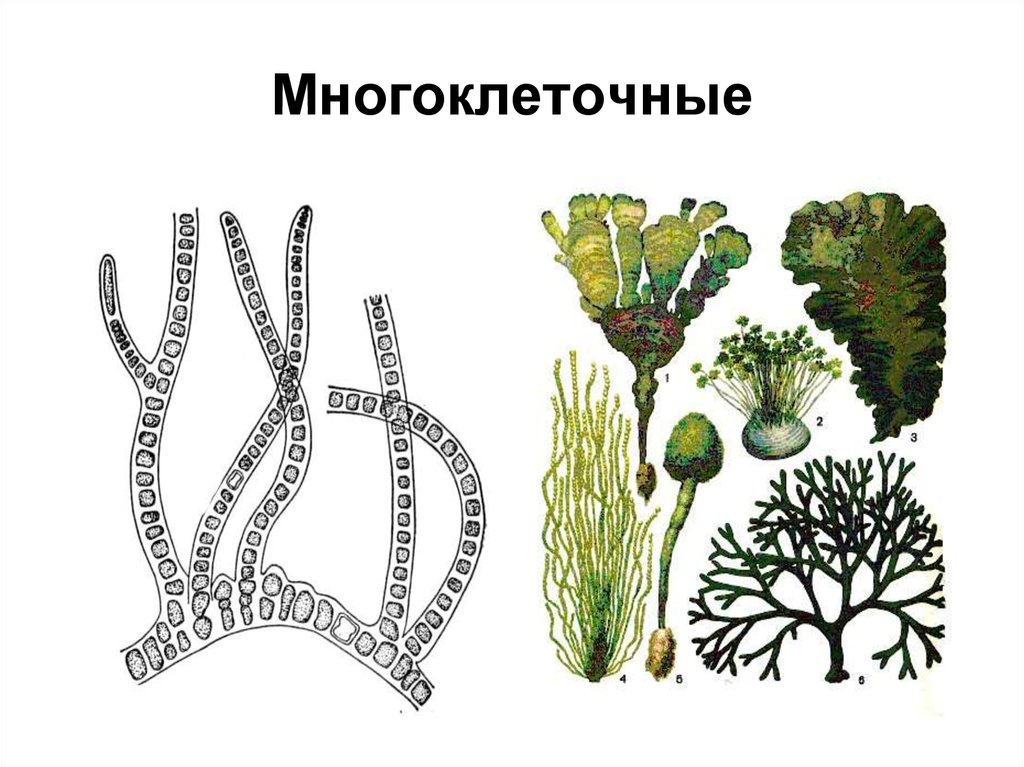 5 примеров водорослей. Многоклеточные растения многоклеточные растения. Водоросли низшие растения многоклеточные колониальные. Многоклеточные водоросли фукус. Царство растений водоросли многоклеточные и одноклеточные.