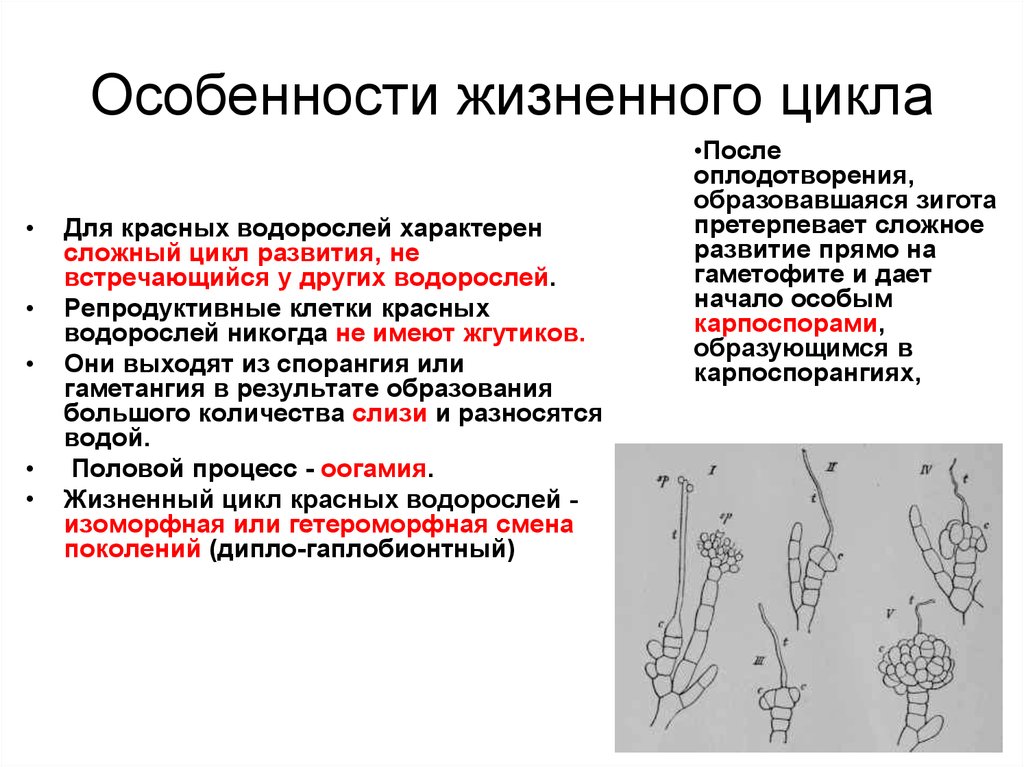 Красный цикл. Особенности жизненного цикла водорослей. Характеристика жизненного цикла ламинарии. Жизненный цикл красных водорослей. Особенности жизненного цикла.