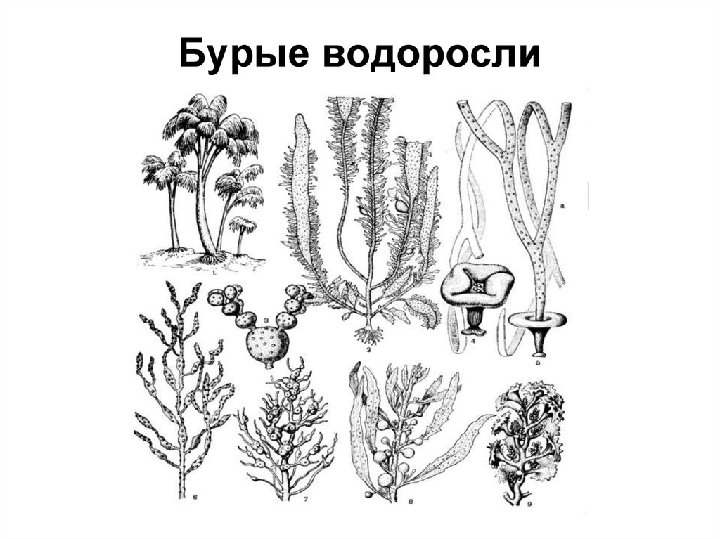 Низшие растения примеры названия. Бурые водоросли рисунок. Название низших растений. Бурые водоросли представители. Низшие растения рисунок.