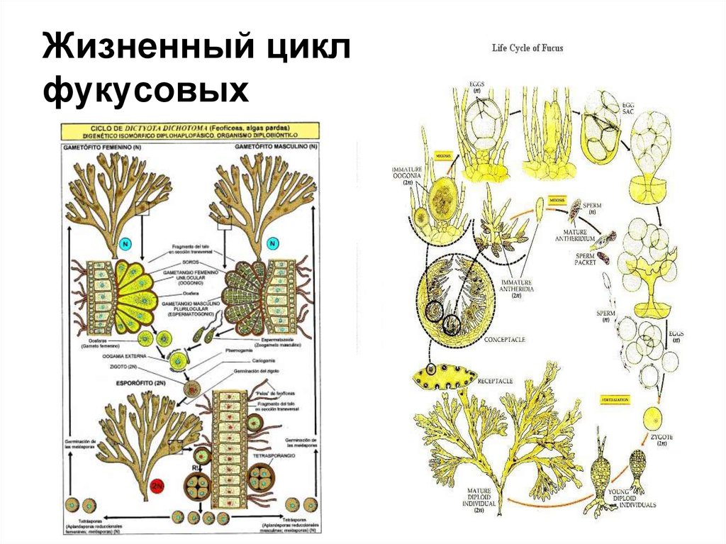 Цикл развития пчеломатки схема