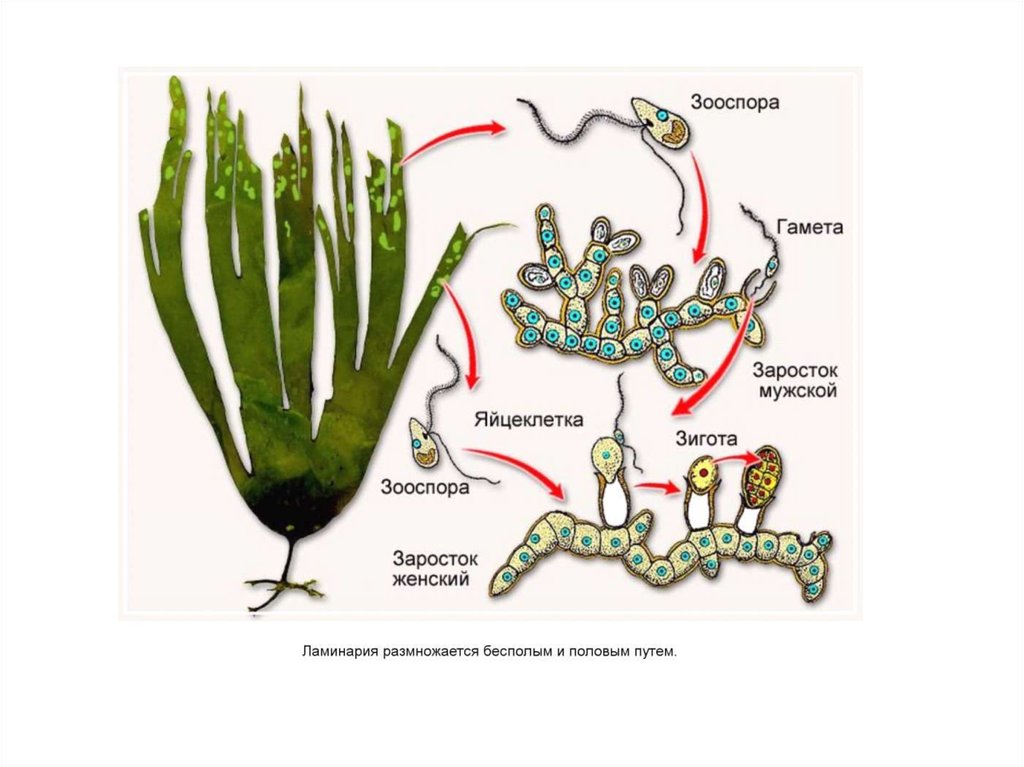 Размножение ламинарии схема
