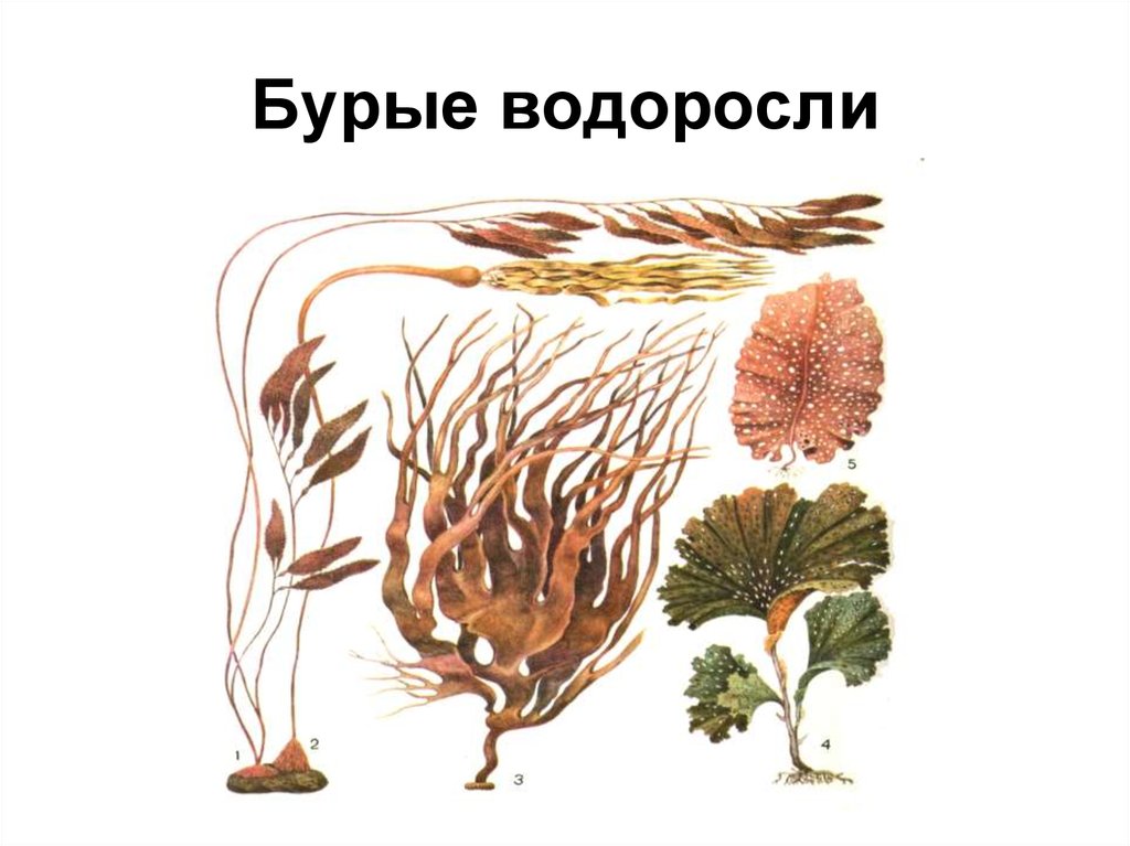 Бурые водоросли имеют корни
