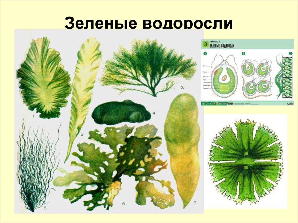 Отдел зеленые водоросли представители. Зеленые водоросли Chlorophyta. Chlorophyta отдел зелёные водоросли. Прототека водоросль. Зеленый.
