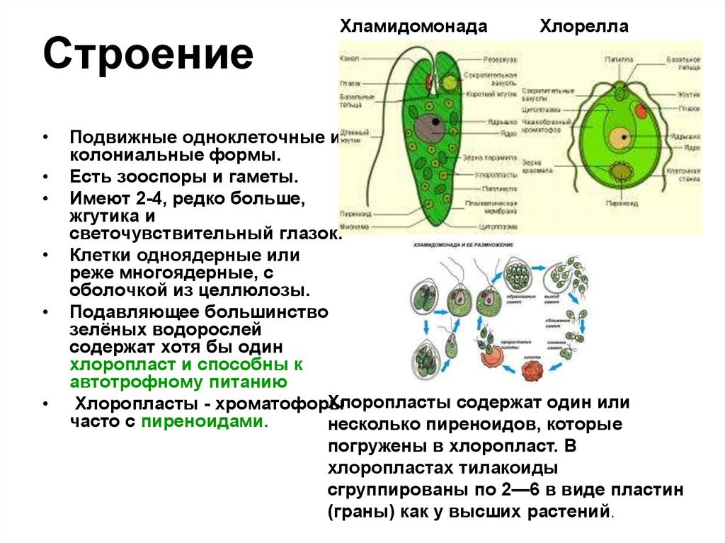 Органоид водоросли. Функции органоидов хламидомонады. Строение хламидомонады и хлореллы. Зеленые водоросли хламидомонады строение и функции. Клеточное строение хлореллы.