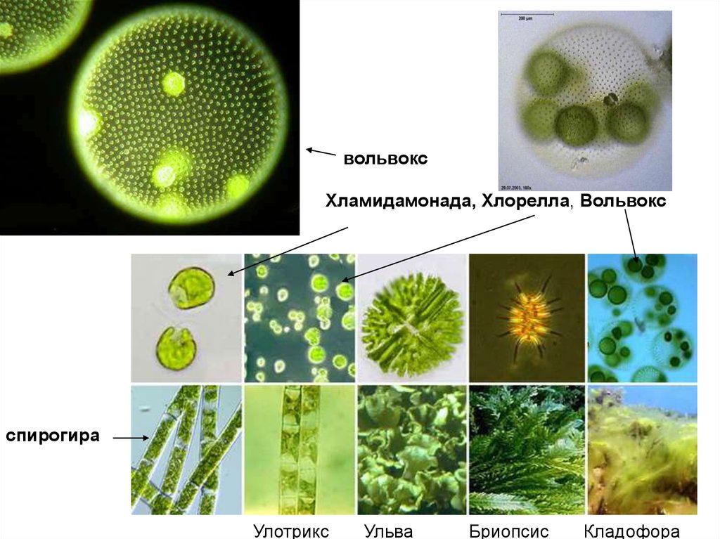 В каких биотехнологиях используют одноклеточные водоросли. Хлорелла и вольвокс. Вольвокс и Ульва. Хлорелла и Ульва. Зеленые водоросли вольвокс.