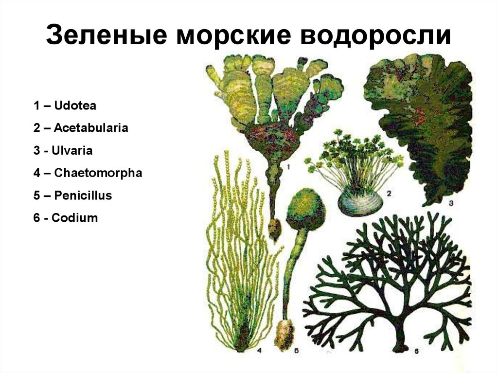 5 водорослей название. Водоросли. Водоросли названия. Водоросли видовое название растения. Зелёные водоросли.